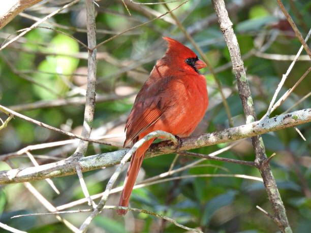 istock Northern Cardinal (Cardinalis cardinalis) - perched on a branch 1372000252