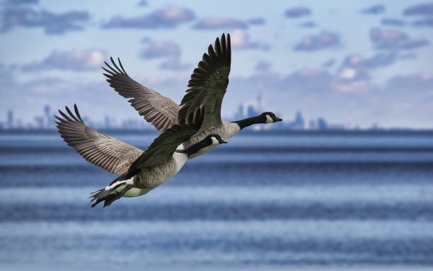 A pair of geese flying above Lake Ontario A pair of geese flying above Lake Ontario canada goose stock pictures, royalty-free photos & images