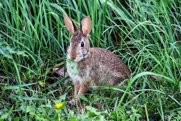 istock A cottontail rabbit in thick grass 1372003504