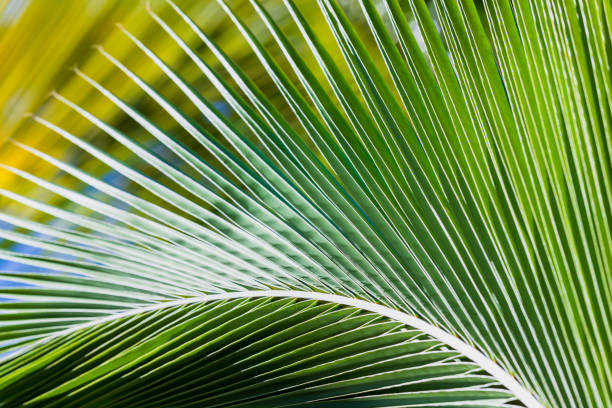 istock Fresh green palm leaves pattern, natural photo 1372003611