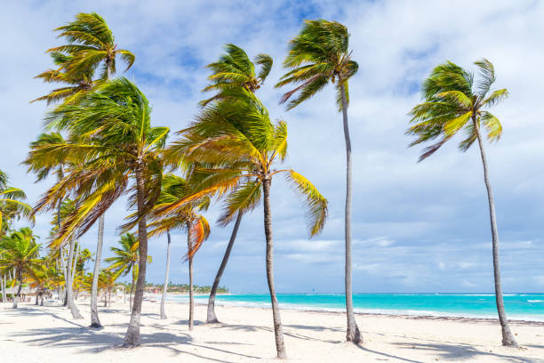 istock Coconut palm trees grow on white sandy beach 1372003613