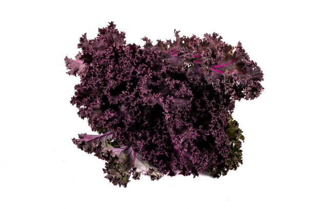 istock New harvest fresh red kale leaf on isolated white background 1372003761