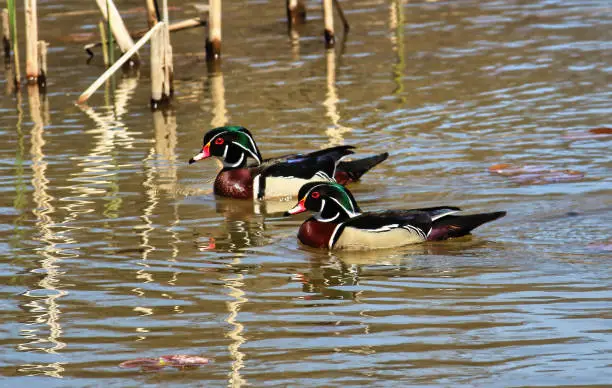 Pair of woodducks swimming in a creek