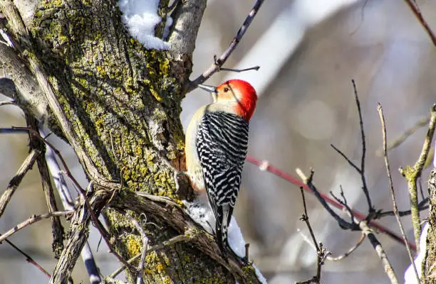 Photo of Woodpecker pecking on a trunk in winter