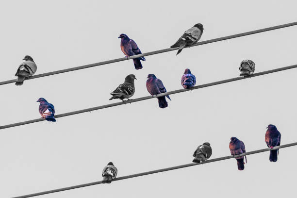 istock Birds of a feather 1372003789