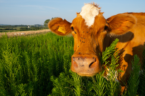 Cow with flies on his face in high grass field staring into the camera