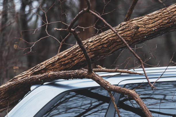 istock Storm Damage to Vehicle 1372003920