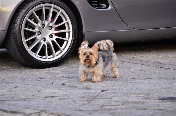 A cute Yorkshire terrier bitch strolling freely