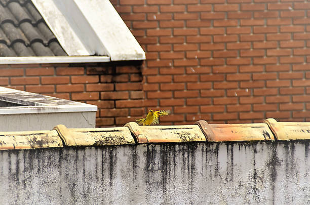 istock Sicalis flaveola inn on the roof 1372004017