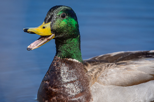 Mallard drake (Anas platyrhynchos) flapping wings in a lake.