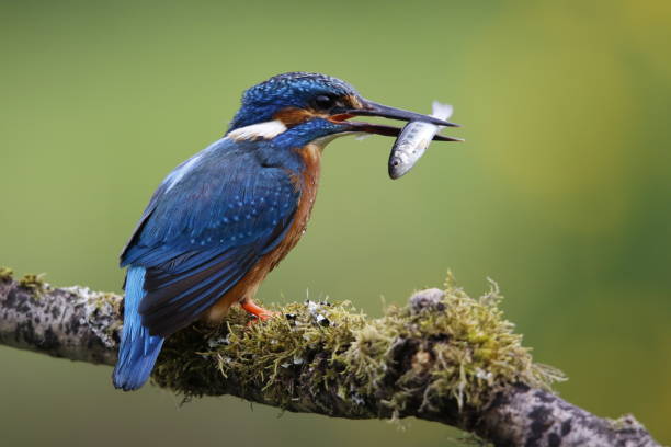 istock Male common kingfisher fishing from a mossy perch 1372006556