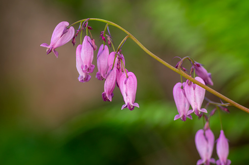 Dicentra eximia fringed bleeding heart beautiful springtime flowers in bloom, ornamental pink purple flowering plants on stem