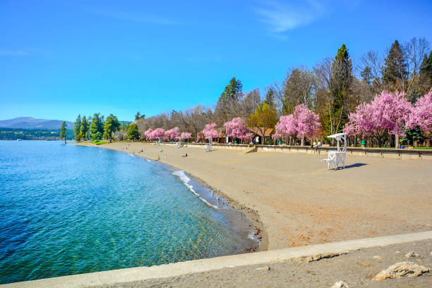 la plage et le parc de la ville le long du lac coeur d’alene au printemps avec des fleurs roses sur les arbres dans la ville rurale de montagne de coeur d’alene, idaho usa. - northern lake photos et images de collection