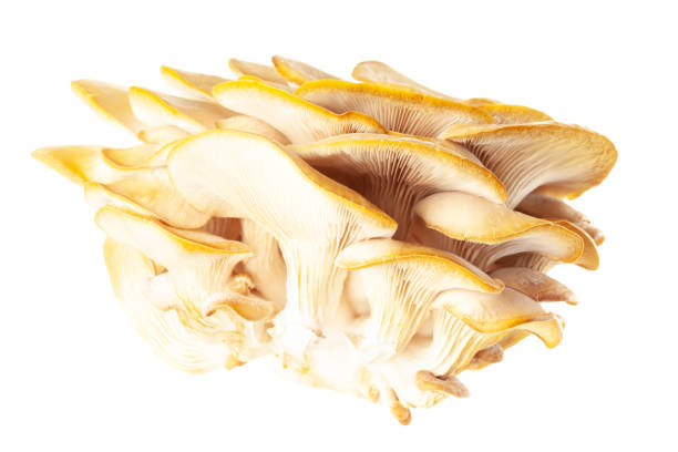 istock oyster mushroom close up isolated on white background 1372010043