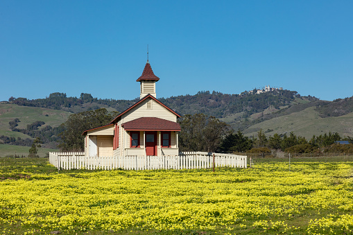 yellow wildflowers surrounding an old one-room school house in an open field. Set in front of mountain that is dotted with oak trees, with Hearst Castle sitting on top of the mountain.