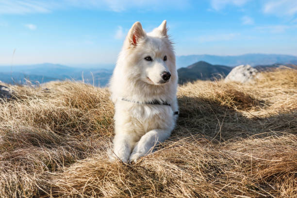 istock Photo of samoyed dog lying in grass 1372010653