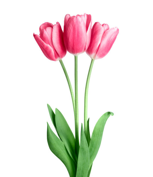 istock Bouquet of three red tulips isolated on white background 1372012437