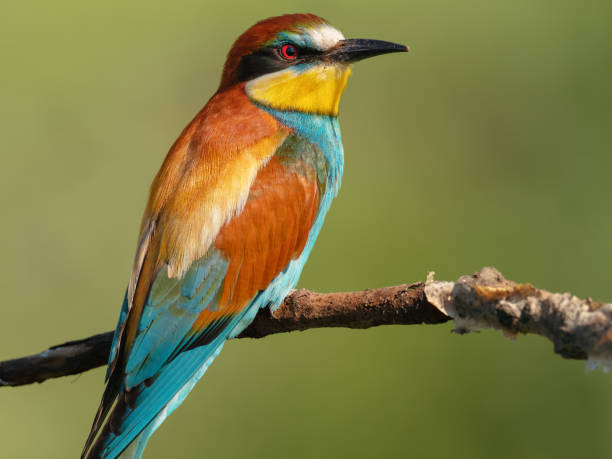 istock Motley beautiful European bee-eater sits on a tree branch 1372012442