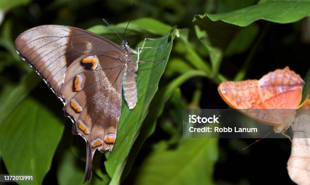Butterflies Australian Butterfly Sanctuary Stock Photo - Download Image Now - Animal, Animal Behavior, Animal Body