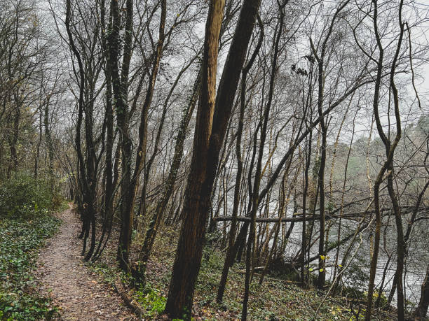 istock A path through a forest next to a lake in rainy weather in winter. 1372015254