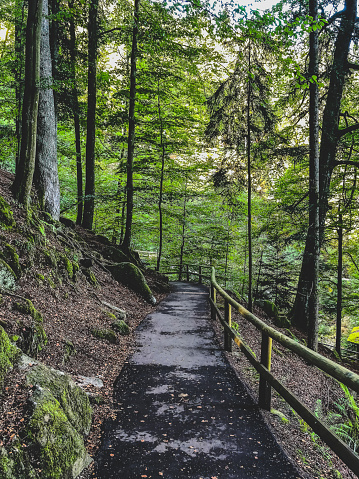 A path through the Black Forest.