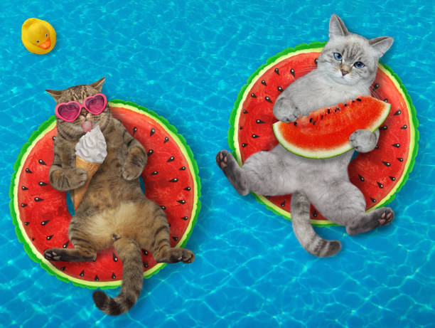 istock Two cats on inflatable watermelons in pool 1372015479