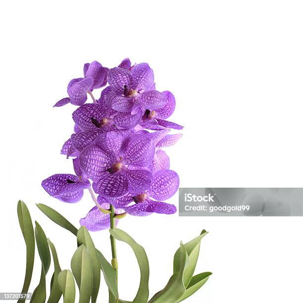 Foto de Azul Orchid e mais fotos de stock de Azul - Azul, Beleza natural - Natureza, Botânica - Assunto