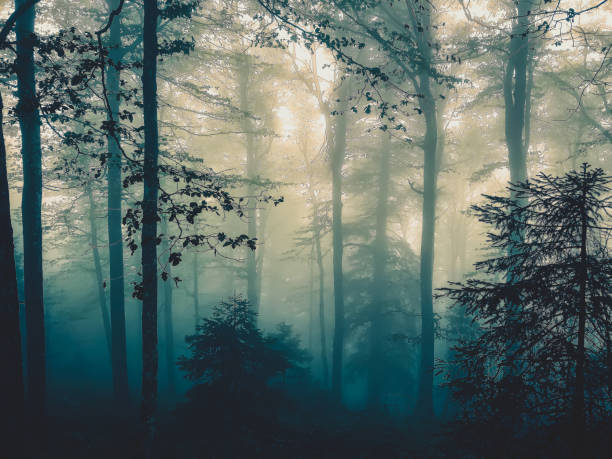 istock The Black Forest in Germany with fog. 1372016931