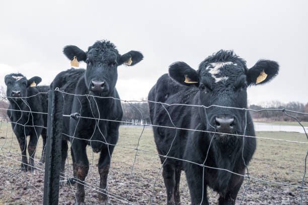 istock 3 black cows standing on green meadow in rain looking at camera 1372017727