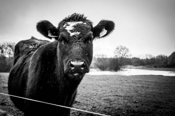istock 3 black cows standing on green meadow in rain looking at camera 1372017728