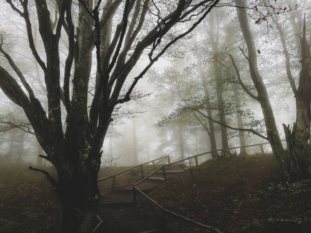 istock Path through the Black Forest in Germany with fog. 1372018105