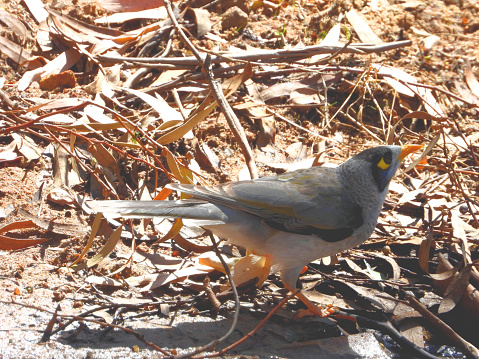 Noisy Miner on farm dam in the Western Districts