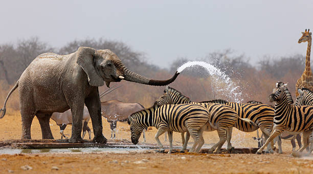 Animal humour Elephant spraying zebras with water to keep them away from waterhole african animals stock pictures, royalty-free photos & images