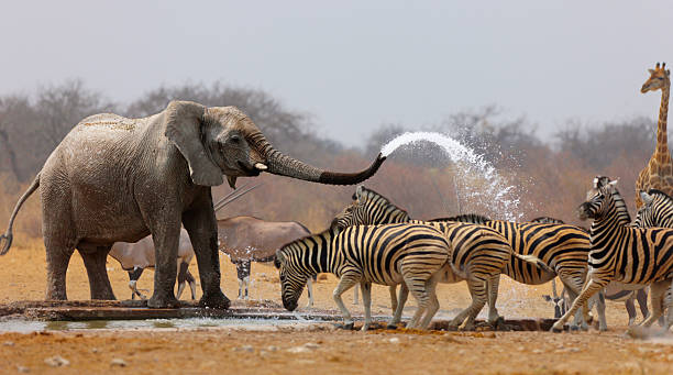 Animal humour Elephant spraying zebras with water to keep them away from waterhole namibia photos stock pictures, royalty-free photos & images