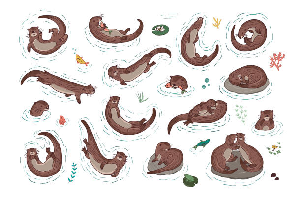 набор векторных иллюстраций линии выдры - swimming animal stock illustrations