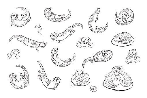 Otter animal line hand drawn vector illustrations set