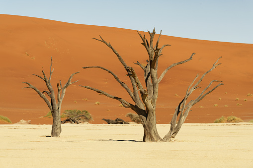 Camelthorn trees at Deadvlei, Sossusvlei, Namibia.  They were formed when the area flooded allowing the trees to grow, but sand dunes blocked the river, cutting off all water.  The trees died about 700 years ago, and due to the intense dryness, cannot rot.