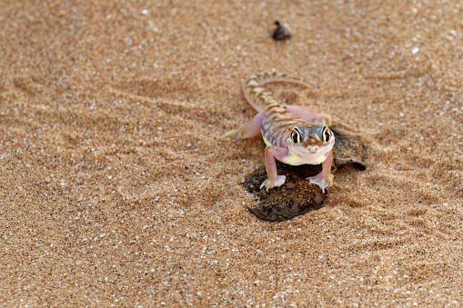 a gecko buries itself in sand in western Namibia