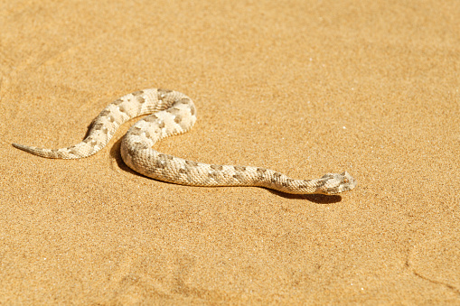 a snake moves through the sand in western Namibia