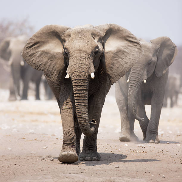 istock Magnificent gray elephant with heard walking close behind it 137202157