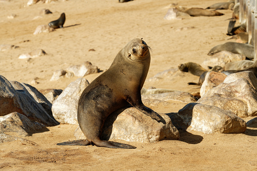 Fur seals rest on the beach area at Cape Cross, Namibia