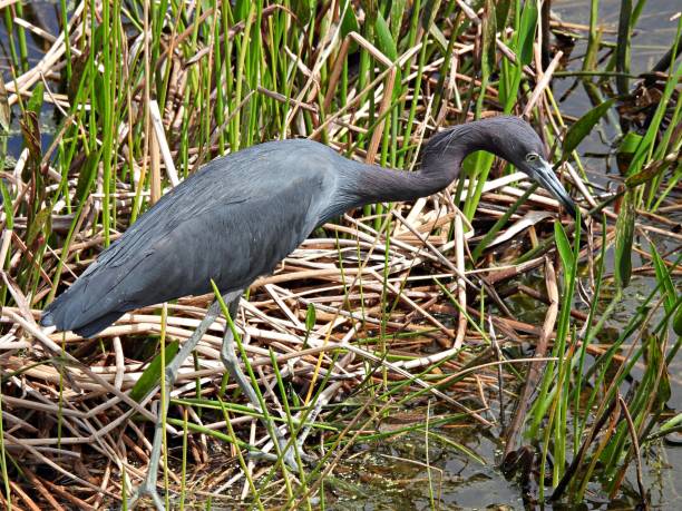 istock Little Blue Heron (Egretta caerulea) foraging in the water plants 1372022992
