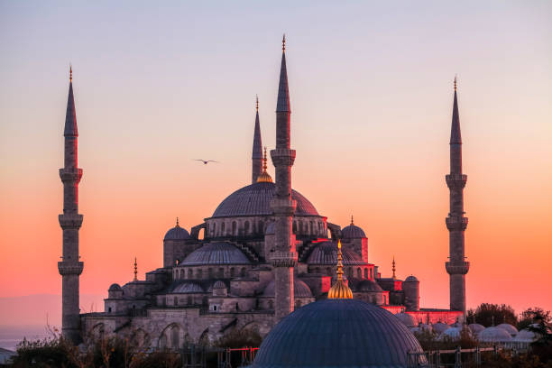 летящая чайка над мечетью султан ахмед - sultan ahmed mosque стоковые фото и изображения