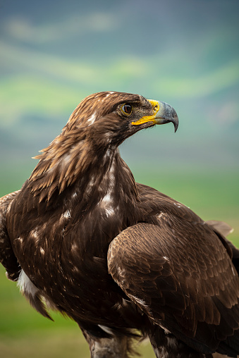 Exteme close-up portrait of a bald eagle (Haliaeetus leucocephalus) looking into the camera, full frame, vertical