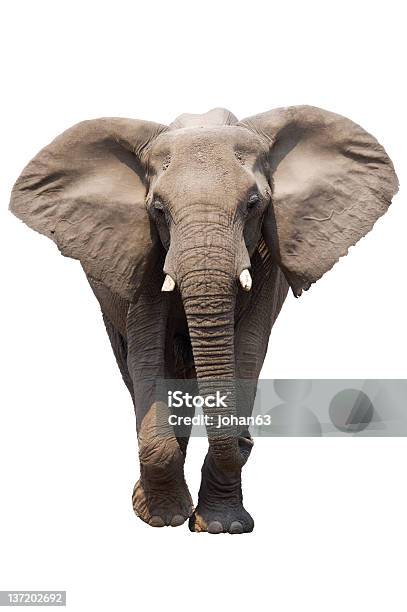 Elefanten Isoliert Stockfoto und mehr Bilder von Elefant - Elefant, Freisteller – Neutraler Hintergrund, Afrikanischer Elefant
