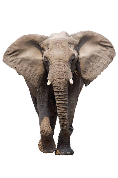 Elephant isolated African Elephant isolated on white; Loxodonta Africana; Etosha african elephant stock pictures, royalty-free photos & images