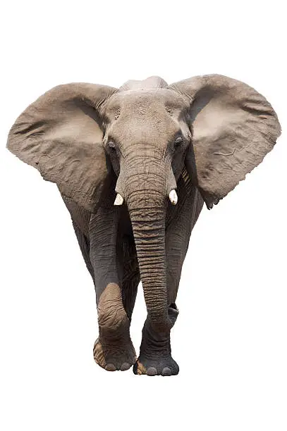 African Elephant isolated on white; Loxodonta Africana; Etosha