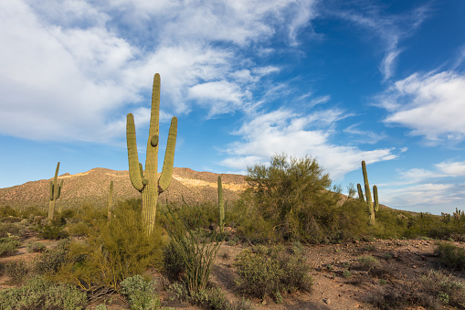 Scenic Sonoran Desert landscape with blue sky and clouds in Usery Mountain Regional Park in Mesa, Arizona, USA