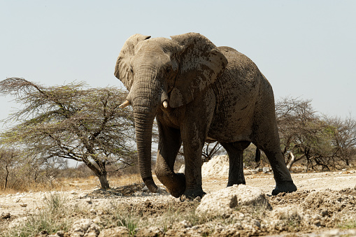 an Elephant approaches a waterhole in southern Africa