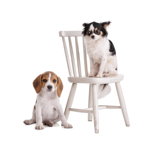 istock Puppy beagle and chihuahua sitting 1372027901
